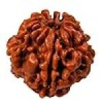 1 मुखी रुद्राक्ष