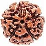 5 मुखी रुद्राक्ष