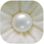 Pearl मोती